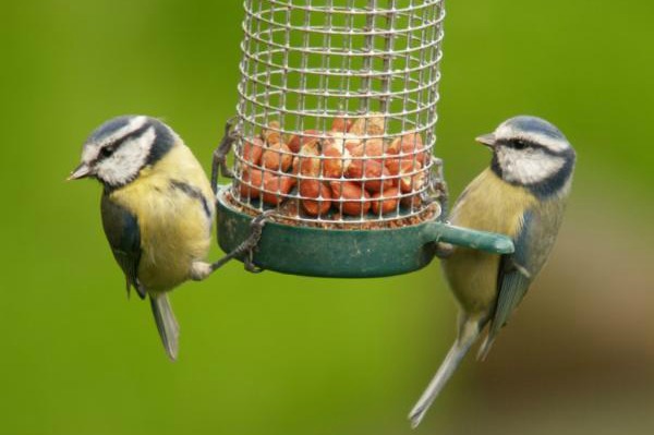 Bird feeder