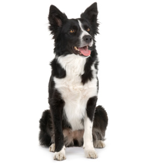 Border Collie