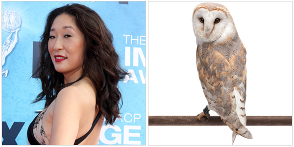 Sandra Oh and a barn owl
