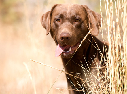 Top 10 Pheasant Hunting Dogs