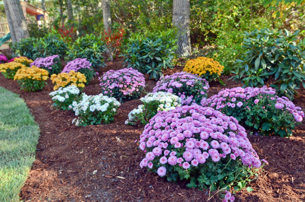 Chris Lambton's landscaping tips