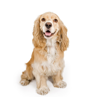 Cocker Spaniel