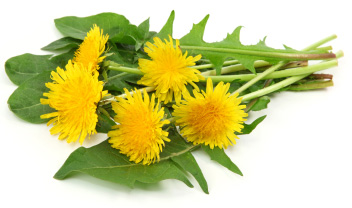 Dandelion