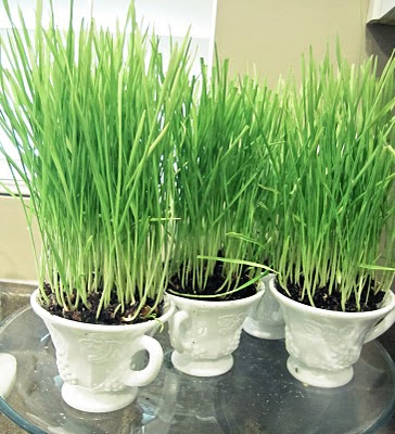 Wheatgrass centerpiece