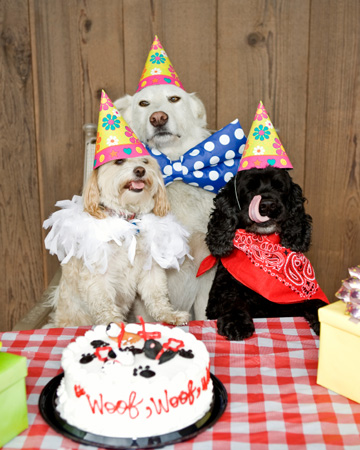 how do you plan a dogs birthday party