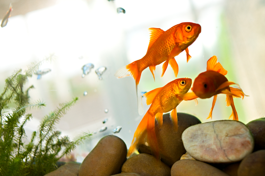 fish aquarium