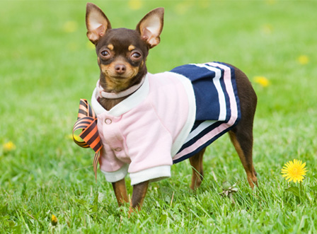 Spring fashionable dog