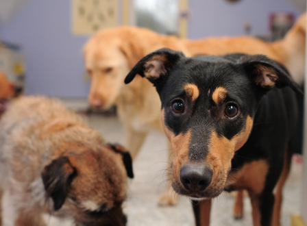 Group of rescue dogs