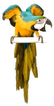 bird