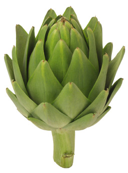 Artichoke