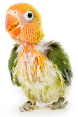 baby bird
