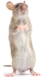 Rat