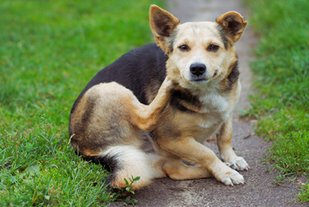 Itchy dog