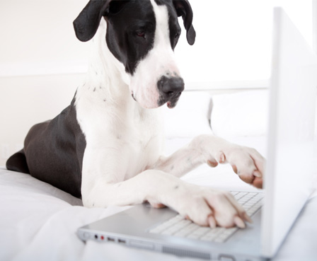 Dog on computer