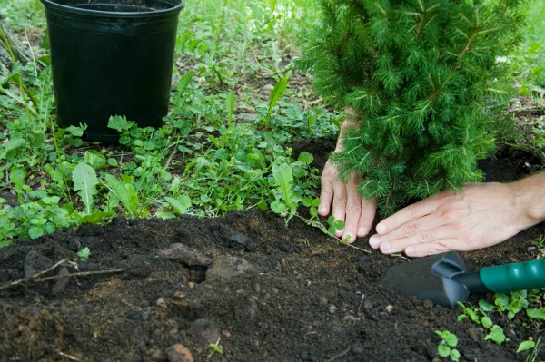 Planting a tree