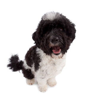 Portuguese Water Dog