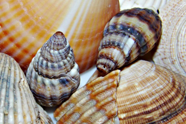 Seashells