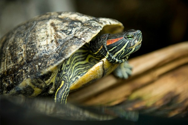 Pet turtle in a tank