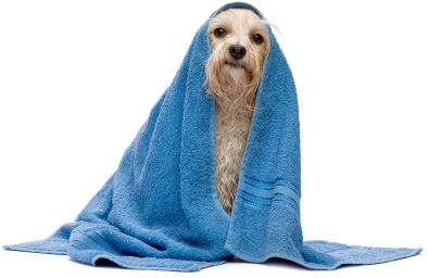 wet dog