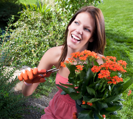 best perennial flowers