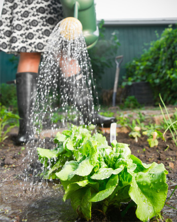 Woman gardening salad