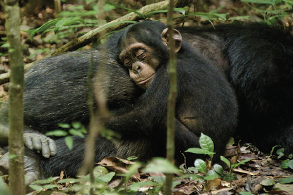 Chimpanzee baby