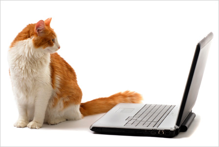 Cat blog