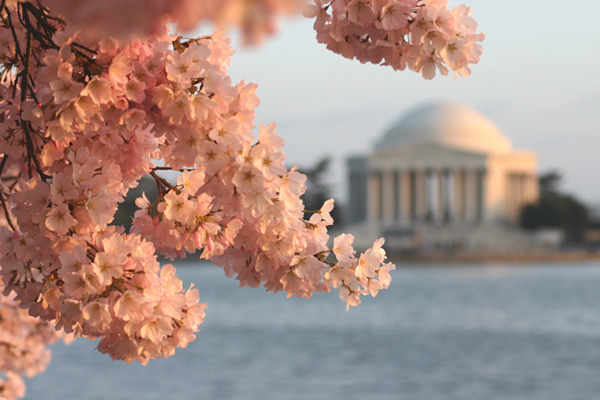 The National Cherry Blossom Festival
