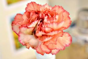 Flower prints