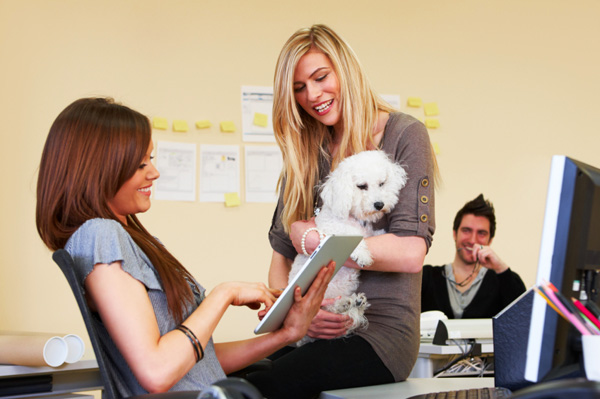 Dog in office