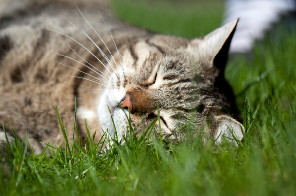 Fat cat