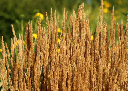 Feather reed grass