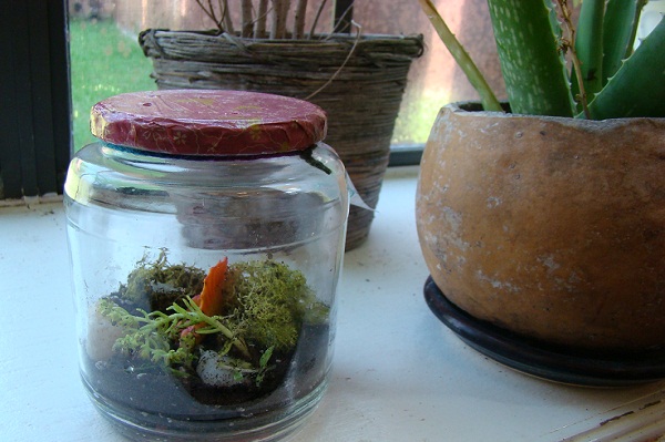 How To Make A Terrarium For Kids