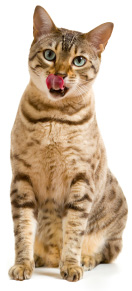 cat