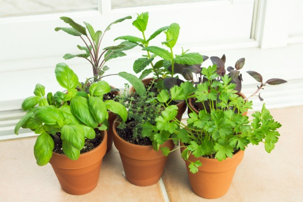 indoor herb garden