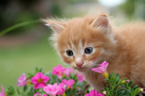 Kitten in flower garden