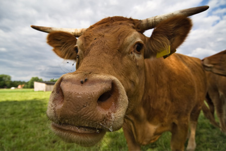 Mad cow