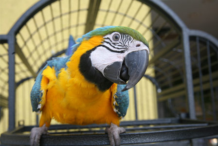 Parrot in a cage