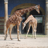 zoo in Berlin