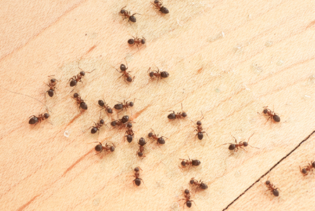 Ants on floor