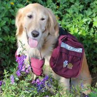Arizona Goldens LLC service dog