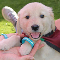 Arizona Goldens LLC service dog