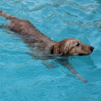Arizona Goldens LLC service dog