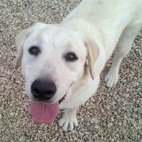 Arizona Goldens LLC service dog