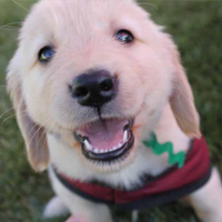 Arizona Goldens LLC service dog