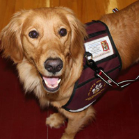 Arizona Goldens LLC service dog