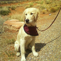 Arizona Goldens LLC service dog