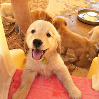 Arizona Goldens LLC service dog