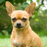 Chihuahua