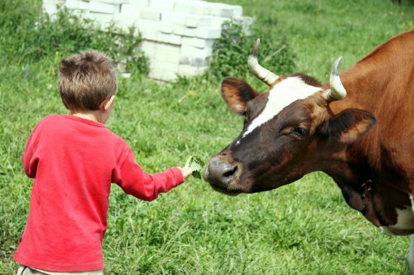 Bow feeding cow
